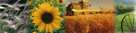 Great crops through Agro Chemical use